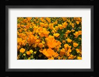 Close-Up of Poppies in a field, Diamond Valley Lake, California Fine Art Print