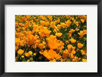 Close-Up of Poppies in a field, Diamond Valley Lake, California Fine Art Print