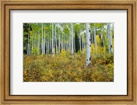 Aspen Trees in Maroon Creek Valley, Aspen, Colorado Fine Art Print
