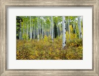 Aspen Trees in Maroon Creek Valley, Aspen, Colorado Fine Art Print