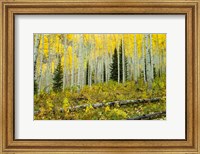 Forest, Maroon Bells, Aspen, Colorado Fine Art Print
