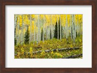 Forest, Maroon Bells, Aspen, Colorado Fine Art Print