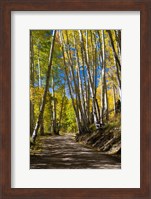 Road Passing through a Forest, Maroon Creek Valley, Aspen, Colorado Fine Art Print