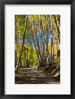 Road Passing through a Forest, Maroon Creek Valley, Aspen, Colorado Fine Art Print