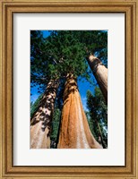 Giant Sequoia Trees in Sequoia National Park, California Fine Art Print