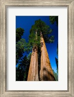 Giant Sequoia Tree in a Forest, Sequoia National Park, California Fine Art Print