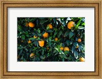 Oranges Growing on a Tree, California Fine Art Print