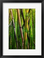 Bamboo Trees, Maui, Hawaii Fine Art Print