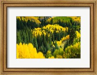 Elevated View of Aspen trees, Maroon Creek Valley, Aspen, Colorado Fine Art Print