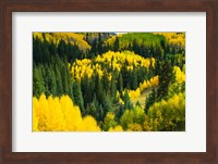 Elevated View of Aspen trees, Maroon Creek Valley, Aspen, Colorado Fine Art Print