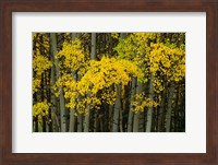 Autumn Trees in Maroon Creek Valley, Aspen, Colorado Fine Art Print