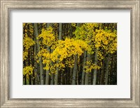 Autumn Trees in Maroon Creek Valley, Aspen, Colorado Fine Art Print
