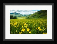 Wildflowers in a Field, Crested Butte, Colorado Fine Art Print