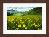 Wildflowers in a Field, Crested Butte, Colorado Fine Art Print