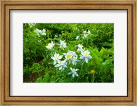 White Flowers in a field, Crested Butte, Colorado Fine Art Print
