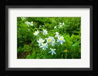 White Flowers in a field, Crested Butte, Colorado Fine Art Print