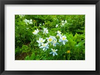 White Flowers in a field, Crested Butte, Colorado Fine Art Print