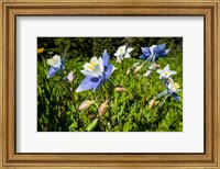 Close-Up of Wildflowers, Crested Butte, Colorado Fine Art Print