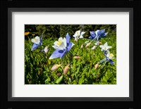 Close-Up of Wildflowers, Crested Butte, Colorado Fine Art Print