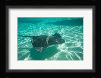 Stingray in the Pacific Ocean, Moorea, Tahiti, French Polynesia Fine Art Print