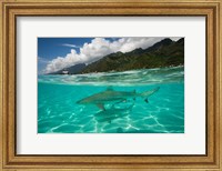 Sharks in the Pacific Ocean, Moorea, Tahiti, French Polynesia Fine Art Print