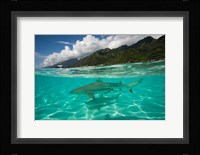 Sharks in the Pacific Ocean, Moorea, Tahiti, French Polynesia Fine Art Print