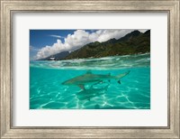 Sharks in the Pacific Ocean, Moorea, Tahiti, French Polynesia Fine Art Print