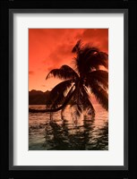 Palm Trees at Sunset, Moorea, Tahiti, French Polynesia Fine Art Print