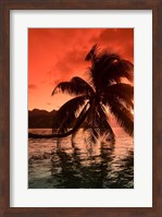 Palm Trees at Sunset, Moorea, Tahiti, French Polynesia Fine Art Print