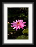 Close-up of Water Lily Flower in a Pond, Tahiti, French Polynesia Fine Art Print