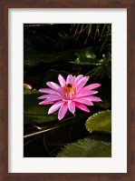 Close-up of Water Lily Flower in a Pond, Tahiti, French Polynesia Fine Art Print