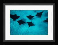 Eagle Rays Swimming in the Pacific Ocean, Tahiti, French Polynesia Fine Art Print