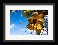 Coconuts Hanging on a Tree, Bora Bora, French Polynesia Fine Art Print