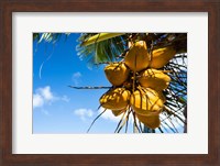 Coconuts Hanging on a Tree, Bora Bora, French Polynesia Fine Art Print