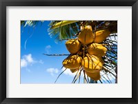 Coconuts Hanging on a Tree, Bora Bora, French Polynesia Fine Art Print