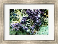 Coral Reef in the Pacific Ocean, Tahiti, French Polynesia Fine Art Print
