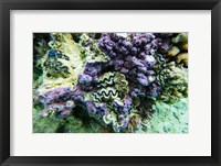 Coral Reef in the Pacific Ocean, Tahiti, French Polynesia Fine Art Print
