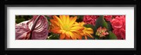 Close-up of Red Anthurium, Gerbera Daisy and Red Hydrangeas Fine Art Print