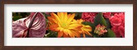 Close-up of Red Anthurium, Gerbera Daisy and Red Hydrangeas Fine Art Print