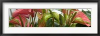 Close-up of Anthurium Plant Fine Art Print