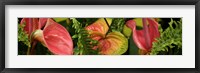 Close-up of Anthurium Plant and Fern Leaves Fine Art Print