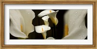 Close-up of Calla Lily Flowers Fine Art Print