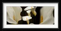 Close-up of Calla Lily Flowers Fine Art Print