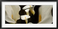 Close-up of Calla Lily Flowers Fine Art Print