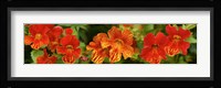 Close-up of Flowers Blooming on Plant Fine Art Print