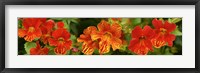 Close-up of Flowers Blooming on Plant Fine Art Print