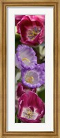 Close-up of Tulip flowers Fine Art Print