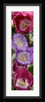 Close-up of Tulip flowers Fine Art Print