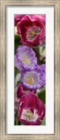 Close-up of Tulip flowers Fine Art Print