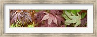 Close-up of Japanese Maple Leaves Fine Art Print